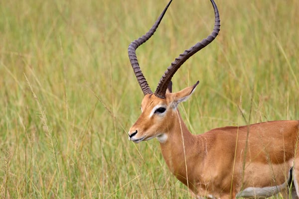 Impala, Akagera National Park, Rwanda