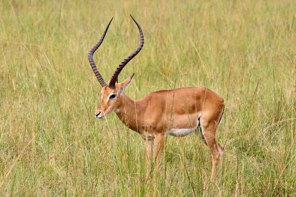 Impala, Akagera National Park, Rwanda