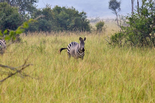 Zebra, Akagera National Park, Rwanda
