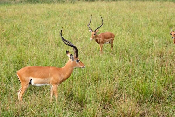 Impala, Akagera National Park, Rwanda