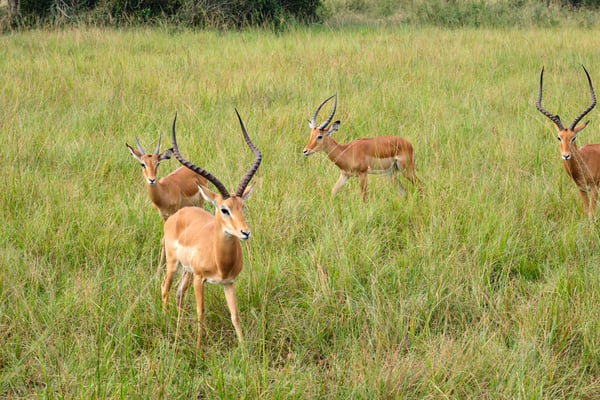 Impala, Akagera National Park, Rwanda