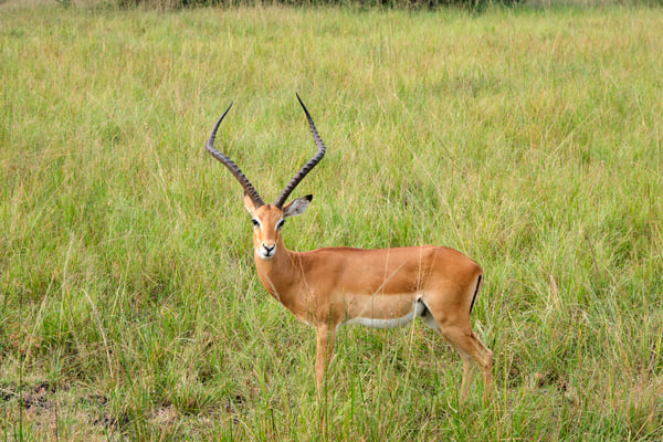 Impala, Akagera National Park, Rwanda