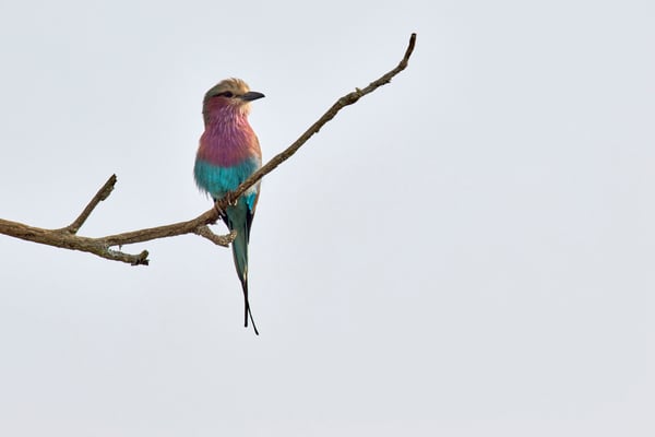 Lilac breasted roller perching, Akagera National Park, Rwanda
