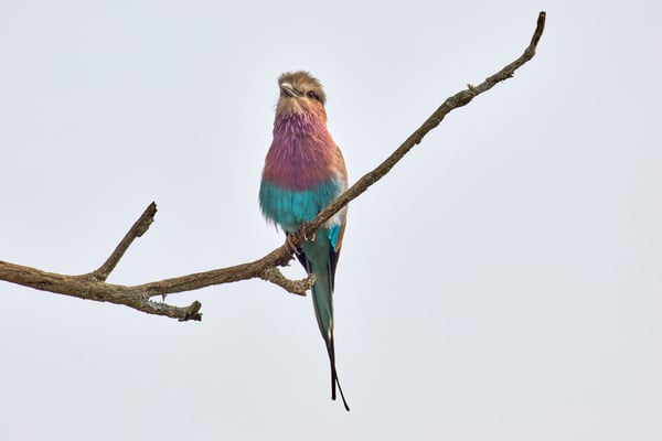 Lilac breasted roller perching, Akagera National Park, Rwanda