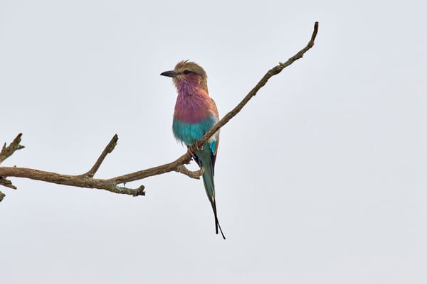Lilac breasted roller perching, Akagera National Park, Rwanda