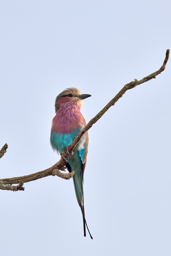 Lilac breasted roller perching, Akagera National Park, Rwanda