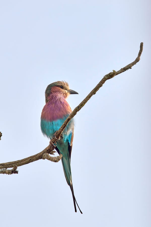 Lilac breasted roller perching, Akagera National Park, Rwanda