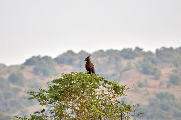 Long-crested eagle, Akagera National Park, Rwanda