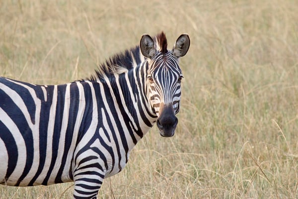 Zebra, Akagera National Park, Rwanda