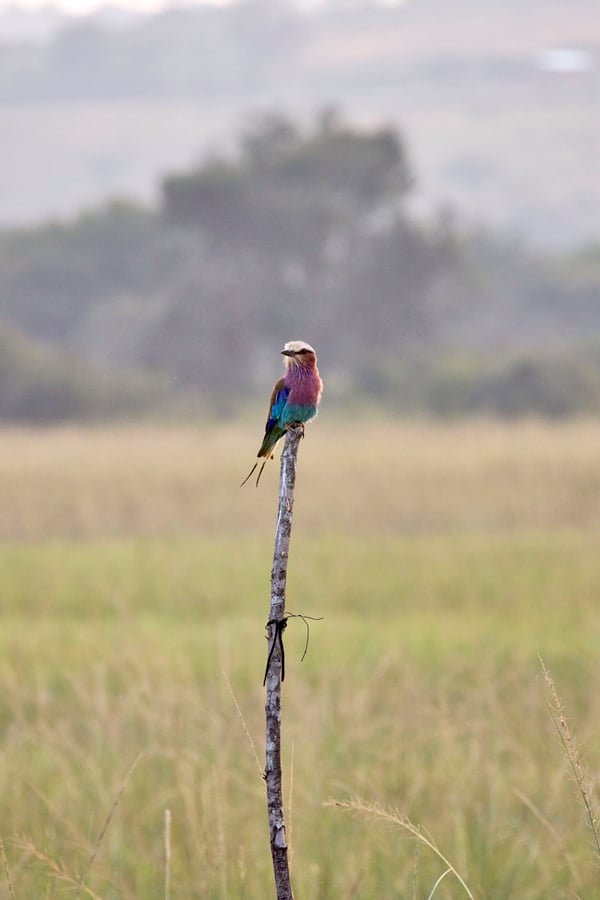 Lilac breasted roller perching, Akagera National Park, Rwanda