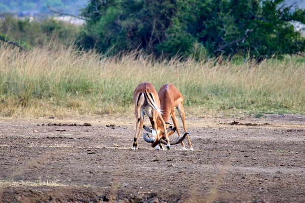 Impala fighting, Akagera National Park, Rwanda