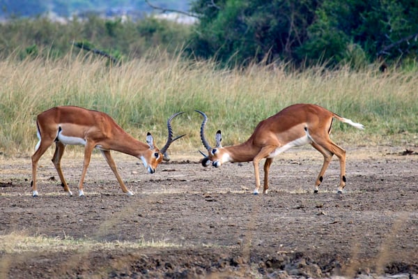 Impala fighting, Akagera National Park, Rwanda