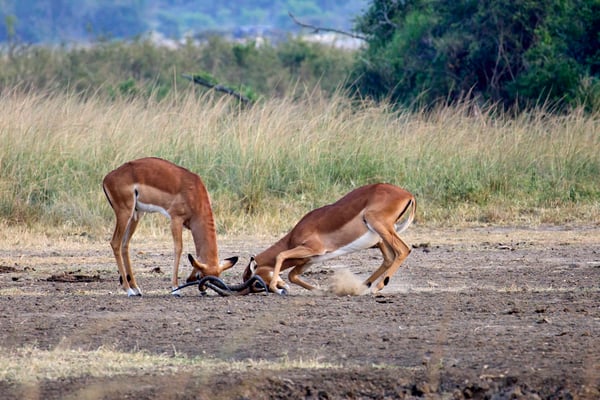 Impala fighting, Akagera National Park, Rwanda