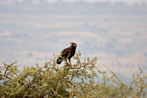 Long-crested eagle, Akagera National Park, Rwanda