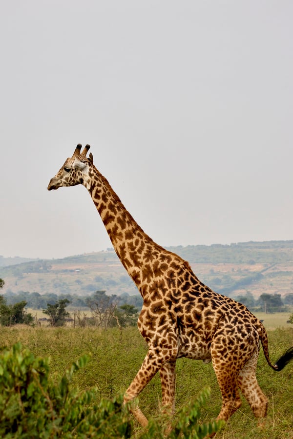 Masai giraffe, Akagera National Park, Rwanda