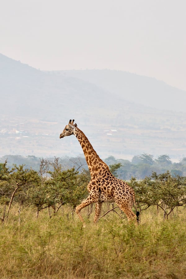 Masai giraffe, Akagera National Park, Rwanda