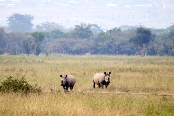 White Rhino, Akagera National Park, Rwanda