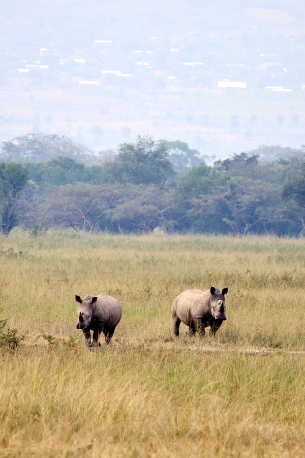 White Rhino, Akagera National Park, Rwanda