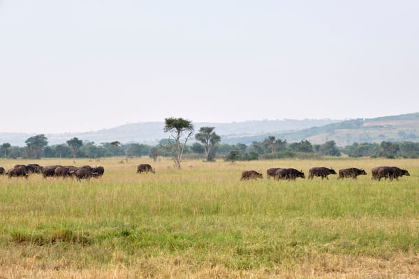 Herd of Water Buffalo, Akagera National Park, Rwanda