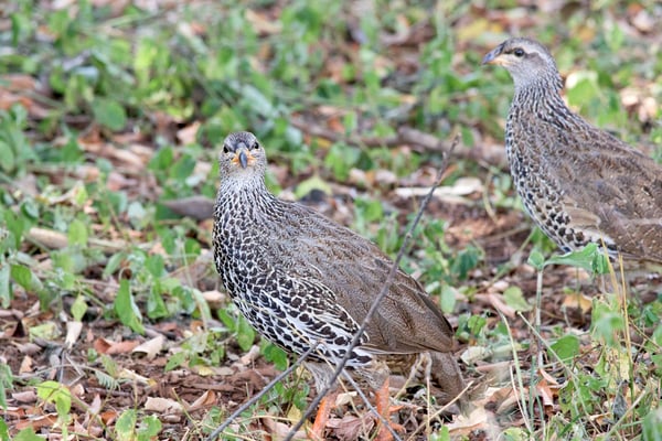 Natal spurfowl, Akagera National Park, Rwanda