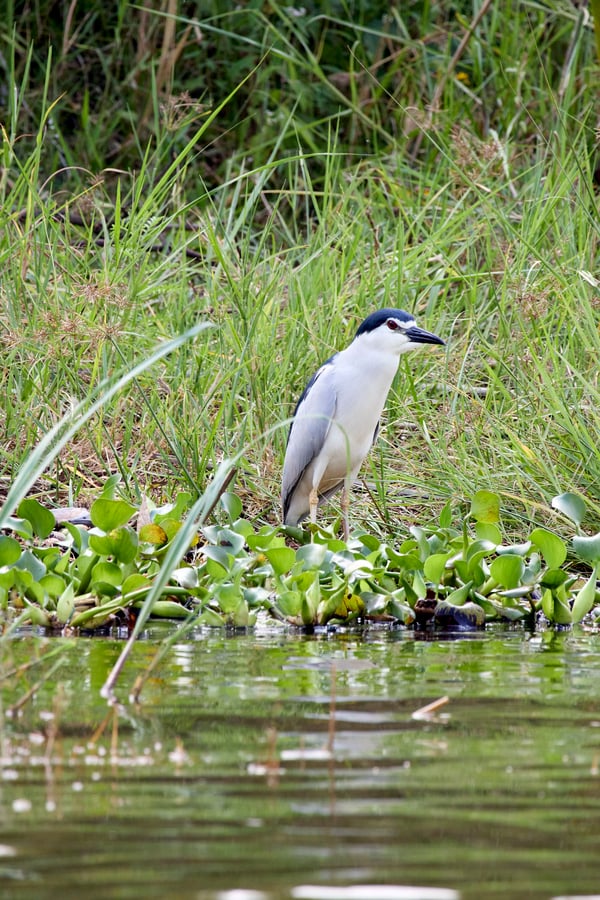 Black-crowned night heron, Akagera National Park, Rwanda