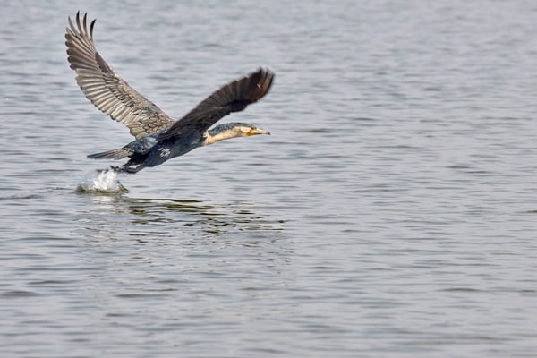 Great cormorant in flight, Akagera National Park, Rwanda