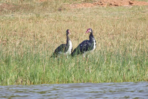 Spur-winged geese, Akagera National Park, Rwanda