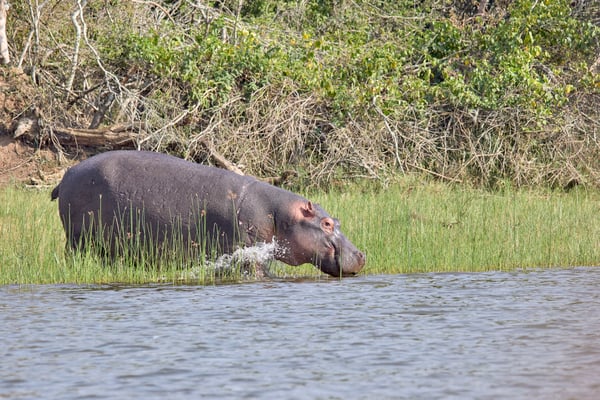 Hippo moving from land to water, Akagera National Park, Rwanda