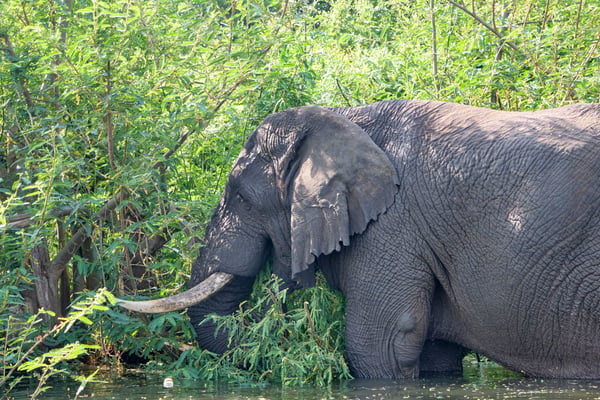 Elephant in water, Akagera National Park, Rwanda
