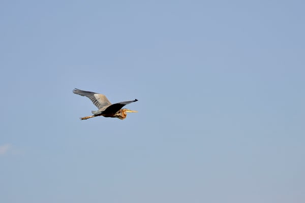 Purple Heron in flight, Akagera National Park, Rwanda