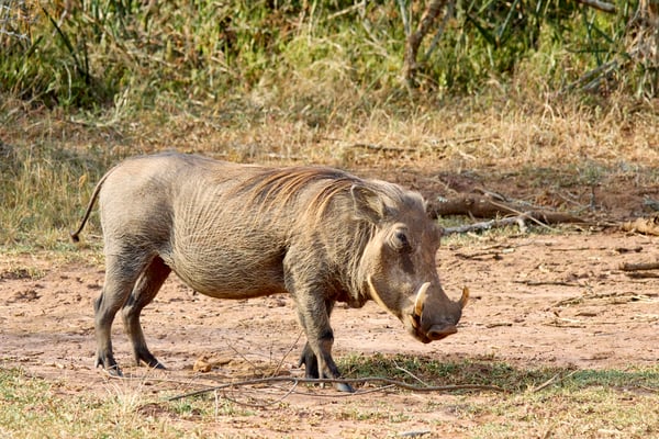 Warthog, Akagera National Park, Rwanda