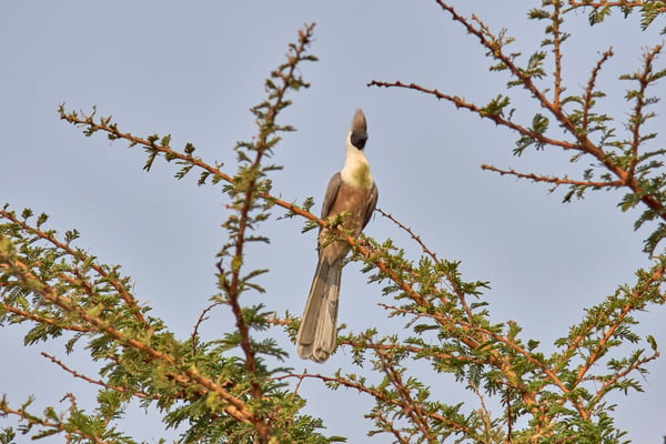 Bare-faced go-away-bird, Akagera National Park, Rwanda