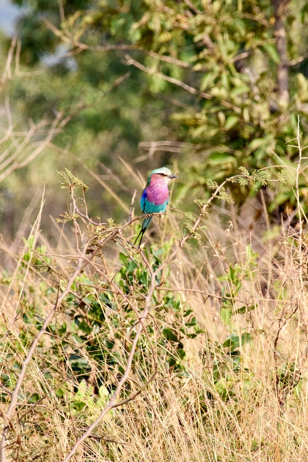 Lilac breasted roller perching, Akagera National Park, Rwanda
