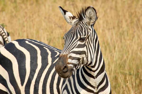Zebra, Akagera National Park, Rwanda