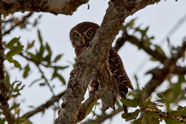 Pearl-spotted owlet, Akagera National Park, Rwanda