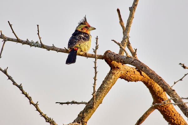 Crested barbet, Akagera National Park, Rwanda