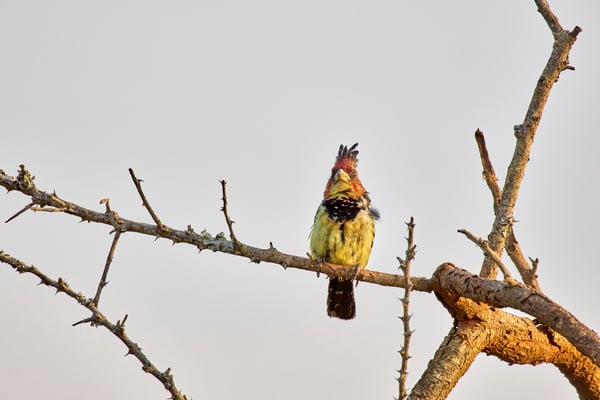 Crested barbet, Akagera National Park, Rwanda
