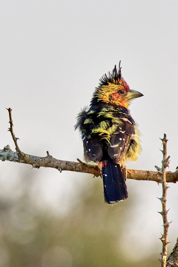 Crested barbet, Akagera National Park, Rwanda