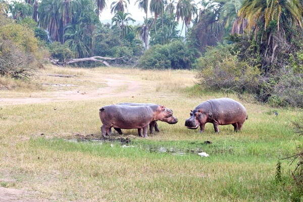 Hippos having a disagreement, Akagera National Park, Rwanda