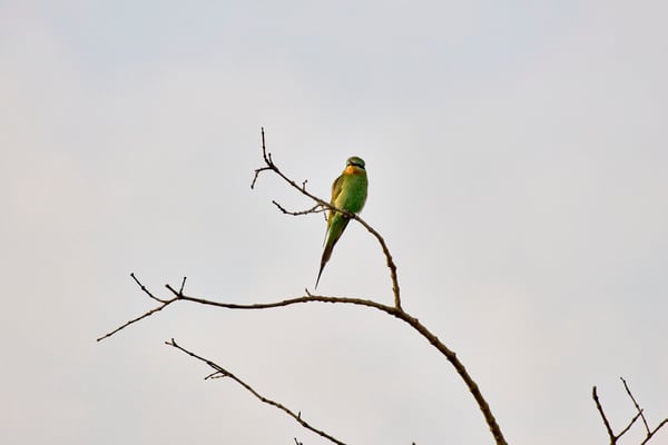 Blue-cheeked bee-eater, Akagera National Park, Rwanda