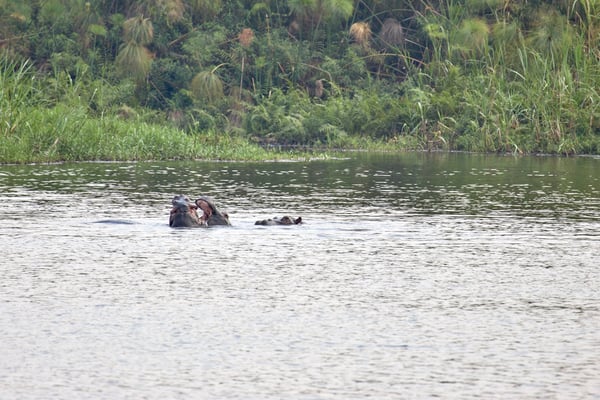 Hippos in water having a disagreement, Akagera National Park, Rwanda