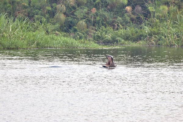 Hippos in water having a disagreement, Akagera National Park, Rwanda