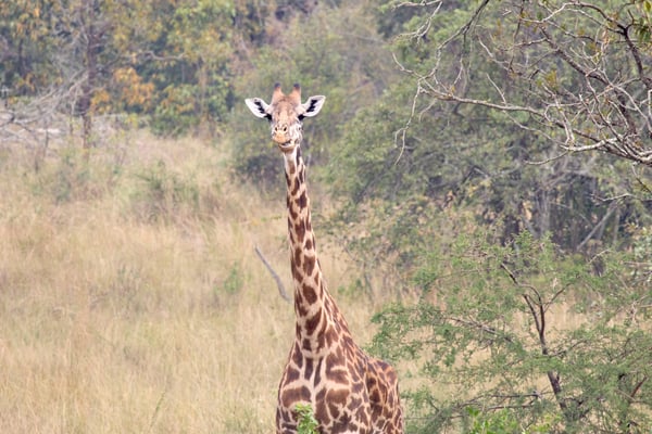 Masai giraffe, Akagera National Park, Rwanda
