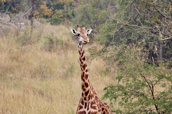 Masai giraffe, Akagera National Park, Rwanda