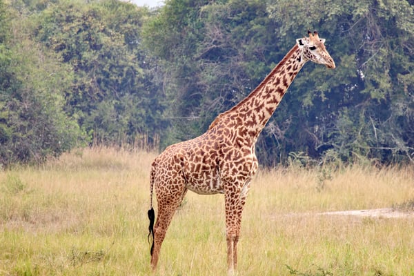 Masai giraffe, Akagera National Park, Rwanda