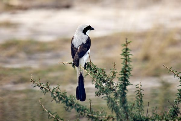Grey-backed fiscal, Akagera National Park, Rwanda