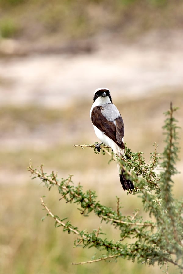 Grey-backed fiscal, Akagera National Park, Rwanda