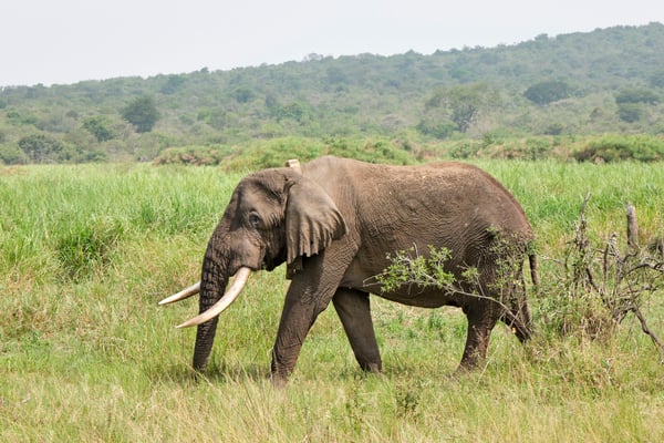 Elephant, Akagera National Park, Rwanda