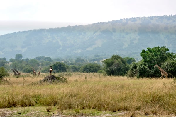 Masai giraffe and antelope, Akagera National Park, Rwanda