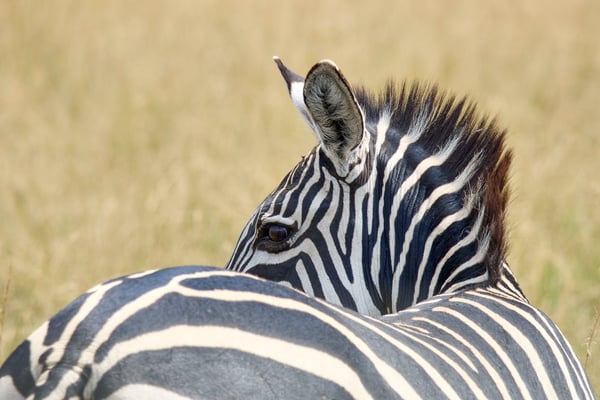 Zebra, Akagera National Park, Rwanda